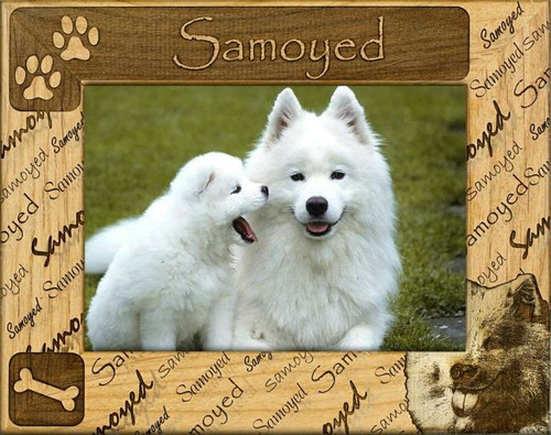 Frame - Samoyed