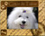 Frame - Coton de Tulear