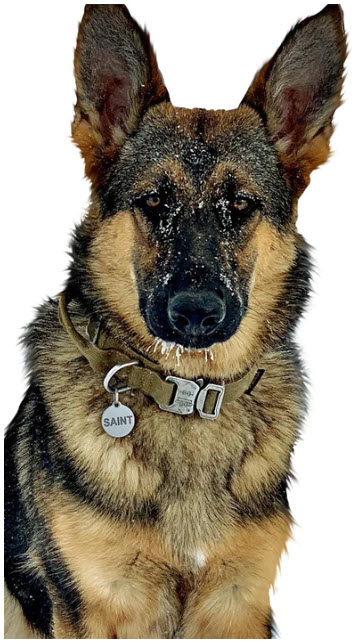 Tactical K-9 Collar on dog