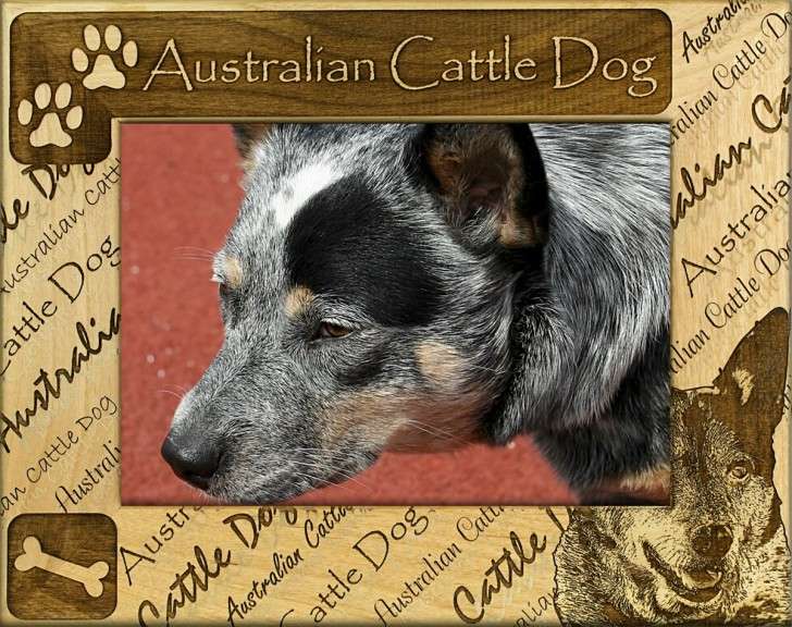 dog breed poster australia