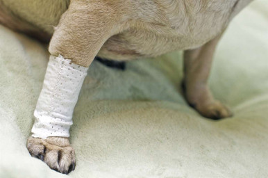 Bandage Cat's Foot Swollen Paw Problems Swollen Paw Pad Paw