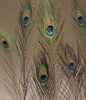 peacock feathers 10pk 