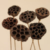 Lotus Pod on Stem-Small (12-pack)