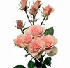 Isle spray roses have multiple heads to a stem and 10 stems to a bunch.