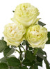 Moonstone - Garden Rose