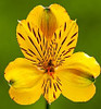 24-30 inches tall
Alstroemaria is an extremely long lasting cut flower (12 to18 days).
Purchase only from farms who post harvest treat the flowers with flower preservatives for premature yellowing of foliage.
New premium varieties have better flower structure, bloom size and interesting colors. 
Common name for Alstroemaria is "Peruvian Lily"
