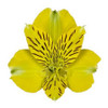 24-30 inches tall
Alstroemaria is an extremely long lasting cut flower (12 to18 days).
Purchase only from farms who post harvest treat the flowers with flower preservatives for premature yellowing of foliage.
New premium varieties have better flower structure, bloom size and interesting colors. 
Common name for Alstroemaria is "Peruvian Lily"