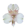 Himalaya white 
24-30 inches tall
Alstroemaria is an extremely long lasting cut flower (12 to18 days).
Purchase only from farms who post harvest treat the flowers with flower preservatives for premature yellowing of foliage.
New premium varieties have better flower structure, bloom size and interesting colors. 
Common name for Alstroemaria is "Peruvian Lily"