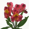 Bordeaux a hot pink bicolor
Alstroemeria is an extremely long lasting cut flower (12 to18 days).
Purchase only from farms who post harvest treat the flowers with flower preservatives for premature yellowing of foliage.
New premium varieties have better flower structure, bloom size and interesting colors. 
Common name for Alstroemeria is "Peruvian Lily"