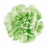 Carnation - Green