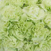Color:  Green
Large flowers, “Open Cut” ready for immediate conditioning and use
Consistent flower size and cut stage in each bunch
Strong, straight, thick stems for quality and easy designing
25-stem bunches
Grade selection: Select 70 cm