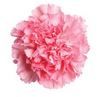Carnation- Pink