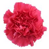 Carnation  -Hot Pink