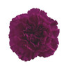Color: Purple
Large flowers, “Open Cut” ready for immediate conditioning and use
Consistent flower size and cut stage in each bunch
Strong, straight, thick stems for quality and easy designing
25-stem bunches
Grade selection: Select 70 cm