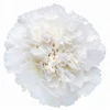 Color: White
Large flowers, “Open Cut” ready for immediate conditioning and use
Consistent flower size and cut stage in each bunch
Strong, straight, thick stems for quality and easy designing
25-stem bunches
Grade selection: Select 70 cm