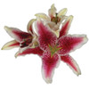 MeroStar or Stargazer Lily is one of the most stunning lily flowers as well as the most adored oriental lily for celebrations. This lily has an abundant fragrance, striking color and awe striking bloom. The Lily bloom has ruby freckles scattered through out the hot pink petal and the tips of the bloom is outlined in white. Stargazers have large and upward facing blooms. This lily has 1 bloom per stem and comes 10 stems to a bunch.