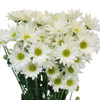 Description: White daisy with many laterals per stem and abundant blooms. Long vase life.  This daisy has 7 stems per bunch