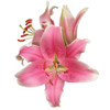 Flower Description: These candy pink color blooms have light speckles, fine white edges, and a sweet fragrance, all rolled into one! Not many pink Oriental Hybrid lilies exhibit such clear, pure color. 