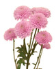A lavender button pomp long laterals 7 stem bunch