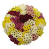 Cushion/Daisy assorted Colors and varieties box of 24 (Connectaflor)