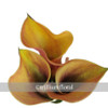 
Mini calla lilies are small, trumpet-shaped blooms; they have one large petal, which tapers off and curls to one side. Orange Mini Calla Lily packed 10