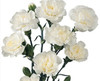 White Mini Carnation flowers are a traditional flower with several ruffled, ball-shaped blooms per stem. 