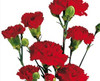 Red Mini Carnation flowers are a traditional flower with several ruffled, ball-shaped blooms per stem. 