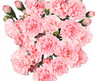 light pink Mini Carnation flowers are a traditional flower with several ruffled, ball-shaped blooms per stem. 