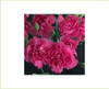 Hot Pink Mini Carnation flowers are a traditional flower with several ruffled, ball-shaped blooms per stem. 