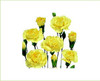 yellow Mini Carnation flowers are a traditional flower with several ruffled, ball-shaped blooms per stem. 