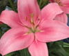 Dark Pink Asiatic Lily are strong, sturdy, inexpensive lily with no fragrance. Bunches are 10 stems.