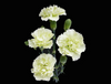 Green Mini Carnation flowers are a traditional flower with several ruffled, ball-shaped blooms per stem. 