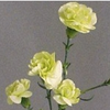 Green Mini Carnation flowers are a traditional flower with several ruffled, ball-shaped blooms per stem. 