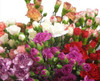 Assorted mini carnation flowers are a traditional flower with several ruffled, ball-shaped blooms per stem. 