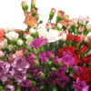 Novelty mini carnation flowers are a traditional flower with several ruffled, ball-shaped blooms per stem. 