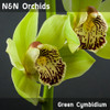 Green Cymbidiums have thick waxy petals that open and are prized for their long sprays of blooms. 