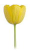 Tulips are tightly packed pedals that gradually open in layers to form a cup shape bloom. The sizes vary between 10-15 inches in height. 