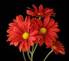 Atlantis Red Daisy packed in 7 stem bunches
