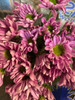 Lavender daisy pomp  packed 7 stems per bunch