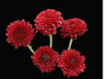 Red Button Pomp packed 7 stem bunches