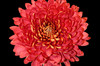 Long lasting, ALL chrysanthemums mums, disbuds last up to 10 to 12 days. Single stemmed disbudded mums packed 10 stems per bunch