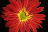 The Red Rover Mum is a gorgeous large bloomed mum flower.  These have 10 stems to a bunch.