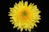Cremon Yellow Flower is the Dutch version of the standard Football Mum. It displays a single flower with long, soft petals surrounding a center button. 