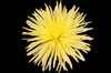 Fuji yellow Flower is the Dutch version of the standard Football Mum. It displays a starburst petals.  Bunch of 10 stems.