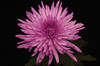 Purple Fuji Flower is the Dutch version of the standard Football Mum. Petala are startburst petalas.  Bunch of 10 stems.