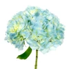 light blue  Hydrangea Flowers. Hydrangeas have small, clover-shaped blooms that form a large focal flower