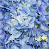 Premium Shocking  blue Hydrangea Flowers. Hydrangeas have small, clover-shaped blooms that form a large focal flower. pre order only need atleast 2 weeks in advance 