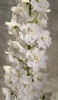 White HYBRID Delphinium are  larger bloomed  and are double the petals.  Hybrid delphinium are typically packed 5 stems.