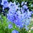 Light Blue Seawaltz Delphinium is a medium bloomed  delphinium and are double the petals.  delphinium are typically packed 10 stems.