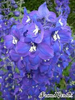 dark Blue Seawaltz Delphinium is a medium bloomed  delphinium and are double the petals.  delphinium are typically packed 10 stems.